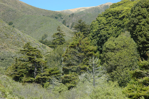 Soberanes Canyon 063.jpg